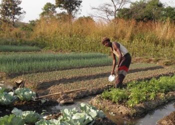 Farmers watering their vegetables