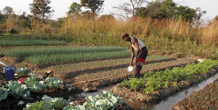 Farmers watering their vegetables