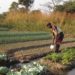 Urban Vegetable Farming Unsafe – Study Finds 12 Farmers watering their vegetables