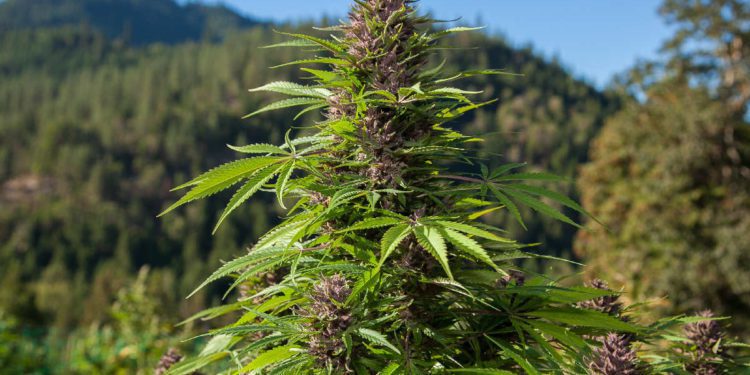 NCC Warn Cannabis Cultivation Without Licence 1 weed