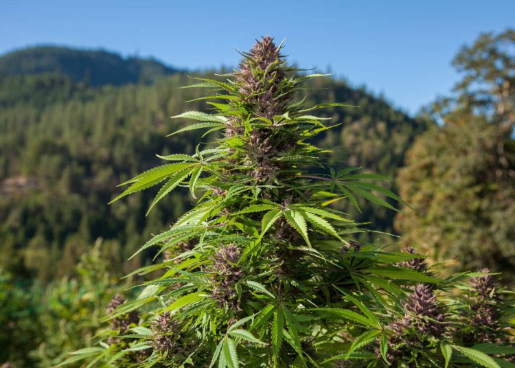 weed
