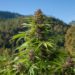 NCC Warn Cannabis Cultivation Without Licence 11 weed
