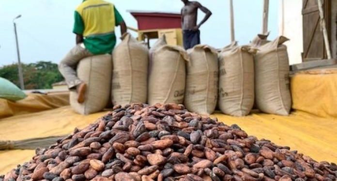 Ghanaian Cocoa Farmers Welcome 28% increase on Cocoa Prices 1 Bagged Cocoa