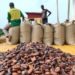 Ghanaian Cocoa Farmers Welcome 28% increase on Cocoa Prices 11 Bagged Cocoa