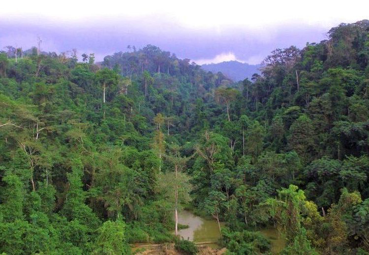 Atewa Forest