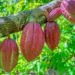 Ghanaian Agricultural Engineer makes Cocoa Harvesting Easy for Cocoa Farmers 11 High Yielding Cocoa