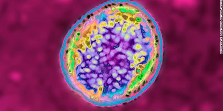 A microscope view of the brucella bacterium responsible for brucellosis