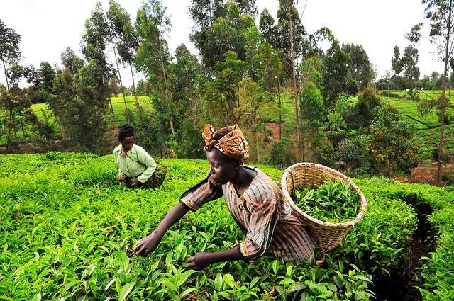 Agriculture in Africa 1