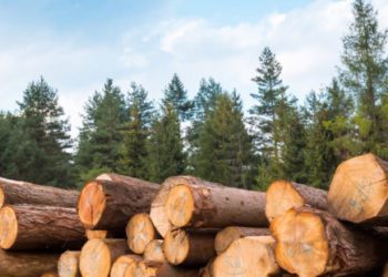 The Forest Plantation Development Fund Board Has Pledged To Publish Details Of Trees It has Planted Over The Years 1 Banner Logging 1 776x310 1