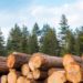 The Forest Plantation Development Fund Board Has Pledged To Publish Details Of Trees It has Planted Over The Years 11 Banner Logging 1 776x310 1