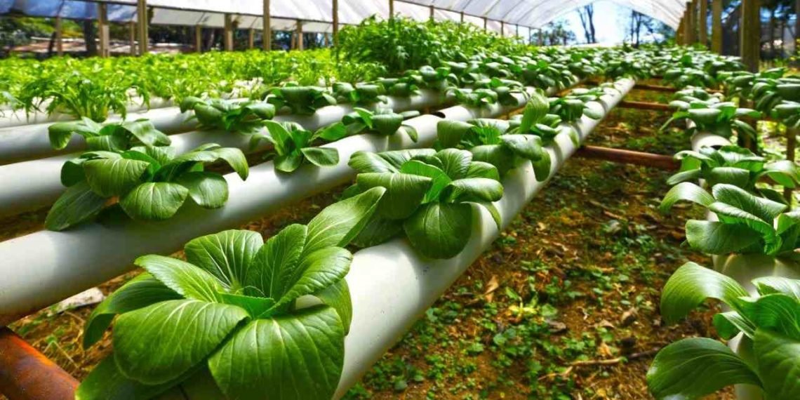 Agriculture's Contribution to Global GDP Increased by 68 % Between 2000 And 2018 – FAO 1 Greenhouse for agriculture MIT