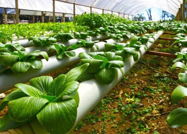 Agriculture's Contribution to Global GDP Increased by 68 % Between 2000 And 2018 – FAO 1 Greenhouse for agriculture MIT
