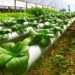 Agriculture's Contribution to Global GDP Increased by 68 % Between 2000 And 2018 – FAO 9 Greenhouse for agriculture MIT