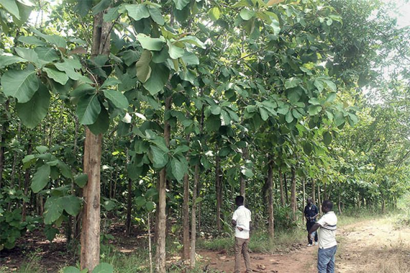 Tree Planting 1