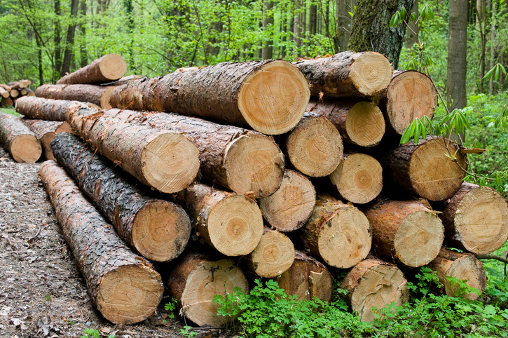 timber production