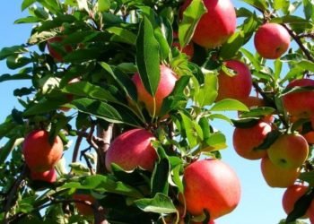 Ghana to earn $16billion annually from tree crops 1 Ghana to earn $16billion annually from tree crops