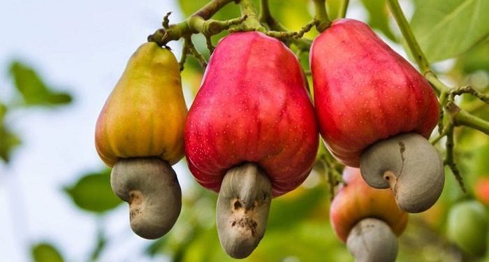 CCG seeks to develop cashew pricing model to bolster the sector 1 Cashew 1