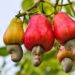 CCG seeks to develop cashew pricing model to bolster the sector 11 Cashew 1