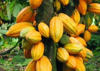 Cocoa pods e1534499992924 1440x450 c default