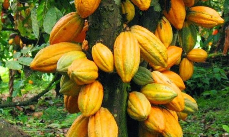 Cocoa pods e1534499992924 1440x450 c default