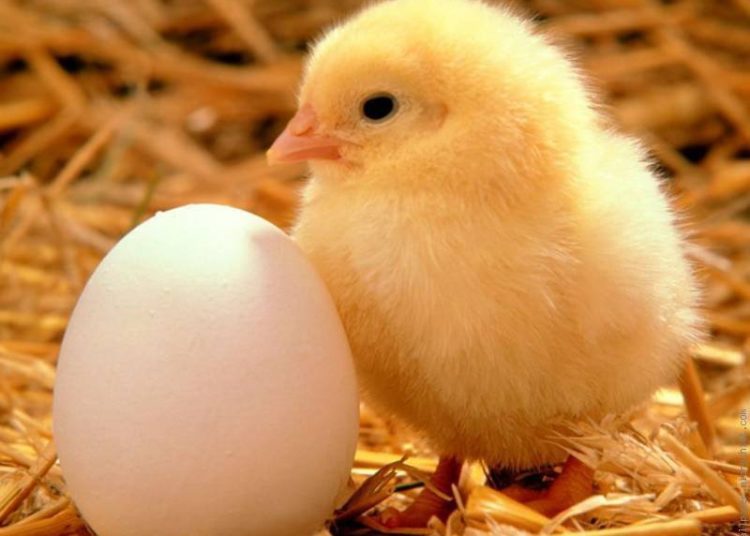 MoFA to make 70% reduction in chicken imports by 2025 1 Day Old chick.