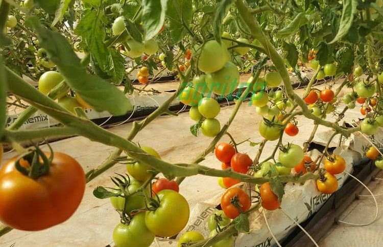 84% score for the Agriculture Sector 1 Vegetables under green house
