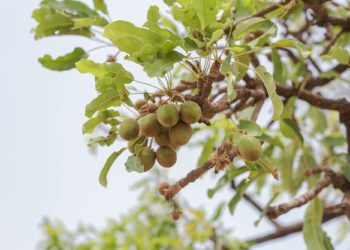 Global Shea Alliance launches an initiative to protect the Shea Industry 3 Shea