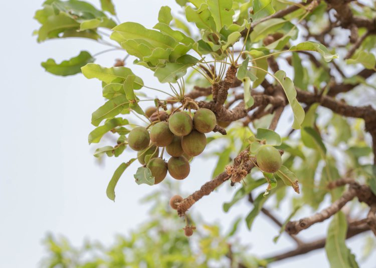 Global Shea Alliance launches an initiative to protect the Shea Industry 1 Shea
