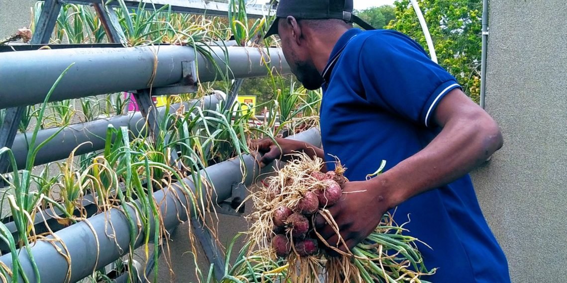 A farmer harvesting onions from an A-framed structure