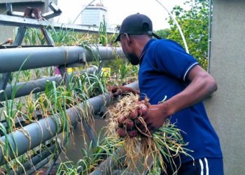 The 36th National Farmers’ Day Celebration Commences 1 A farmer harvesting onions from an A-framed structure