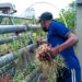 The 36th National Farmers’ Day Celebration Commences 11 A farmer harvesting onions from an A-framed structure