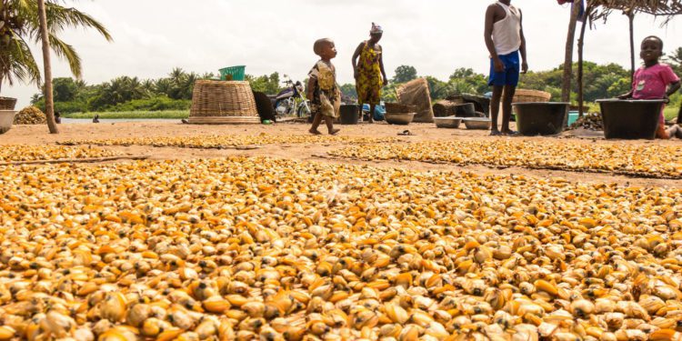 ‘Hen Mpoano’ calls for focus on clam fisheries 1 Clam Fisheries