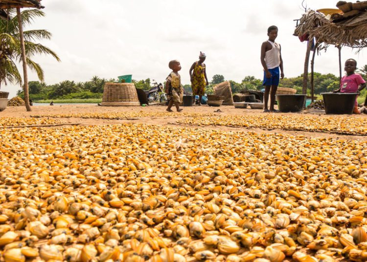 ‘Hen Mpoano’ calls for focus on clam fisheries 1 Clam Fisheries
