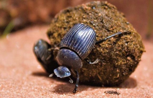 Soil organisms ensure sustainable agri-food systems 1 A soil organism (Dunk Beetle)