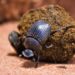 Soil organisms ensure sustainable agri-food systems 12 A soil organism (Dunk Beetle)