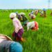 Agriculture records best performance since 2017