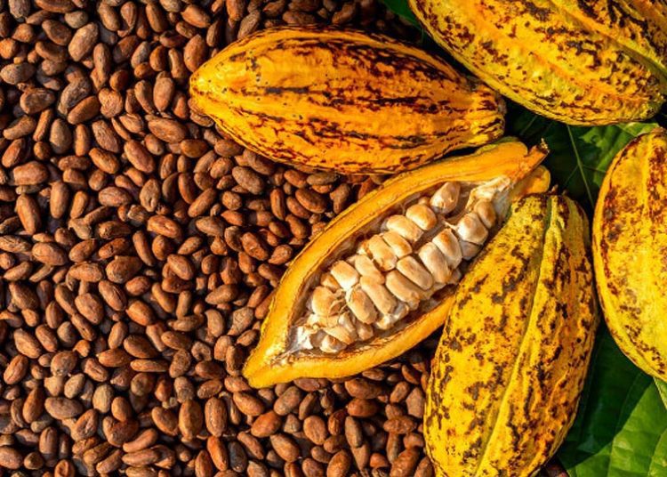 Low cocoa prices remain unsolved, a report shows
