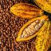 Low cocoa prices remain unsolved, a report shows 13 Low cocoa prices remain unsolved, a report shows