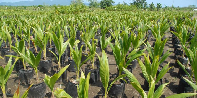 GEPA distributes 400,000 coconut seedlings 1 Coconut Seedlings 2