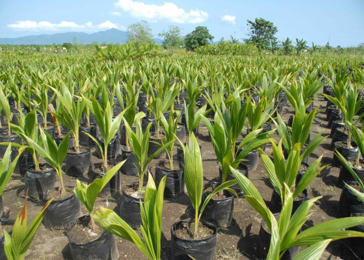 GEPA distributes 400,000 coconut seedlings 1 Coconut Seedlings 2