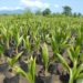 Coconut Seedlings 2