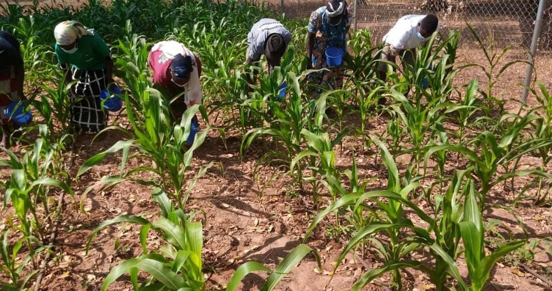Farmers practicing the good method of fertilizer application