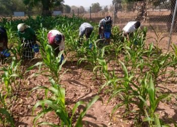 AMG Ltd & CSIR- SARI train 64 farmers 3 Farmers practicing the good method of fertilizer application