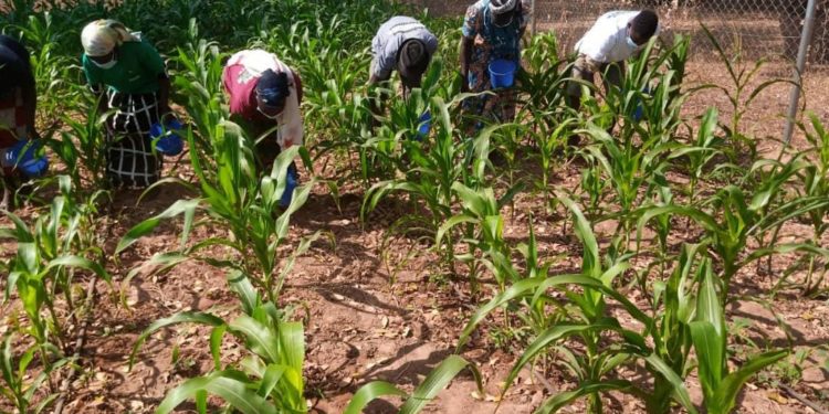 AMG Ltd & CSIR- SARI train 64 farmers 1 Farmers practicing the good method of fertilizer application
