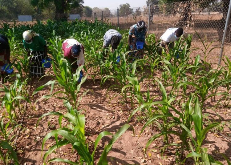AMG Ltd & CSIR- SARI train 64 farmers 1 Farmers practicing the good method of fertilizer application