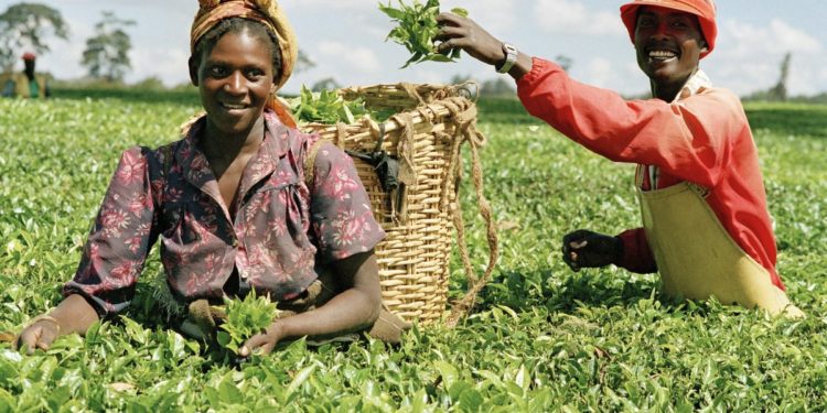 $6m raised to de-risk smallholder farmers across Africa 1 Niger