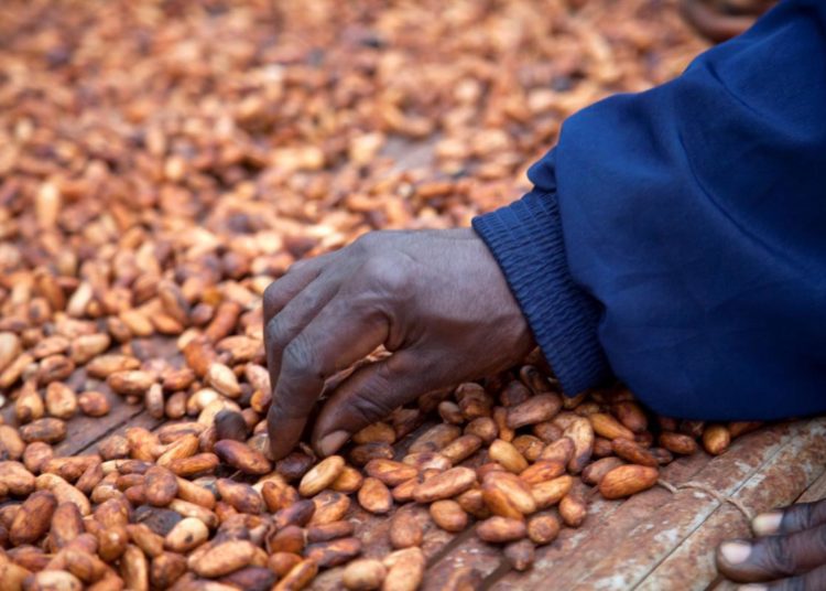 COCOBOD pledges to settle LBCs in 7 days 1 cocoa beans 2 1