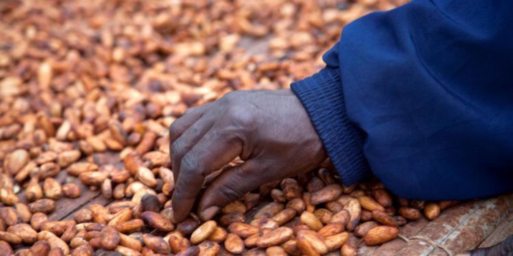 Cocoa Beans for Processing