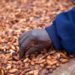 Cocoa Beans for Processing