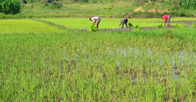 Promote Youth Inclusion in Agriculture – GCA recommends 1 youth in agric